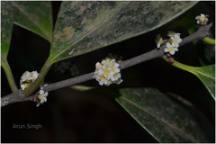 Microtropis latifolia